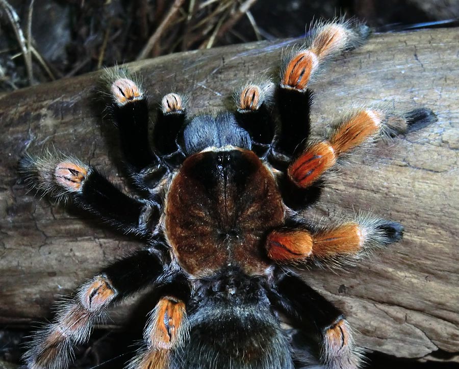 Mexikanische Rotbeinvogelspinne im Zoo Wuppertal im Dezember 2013