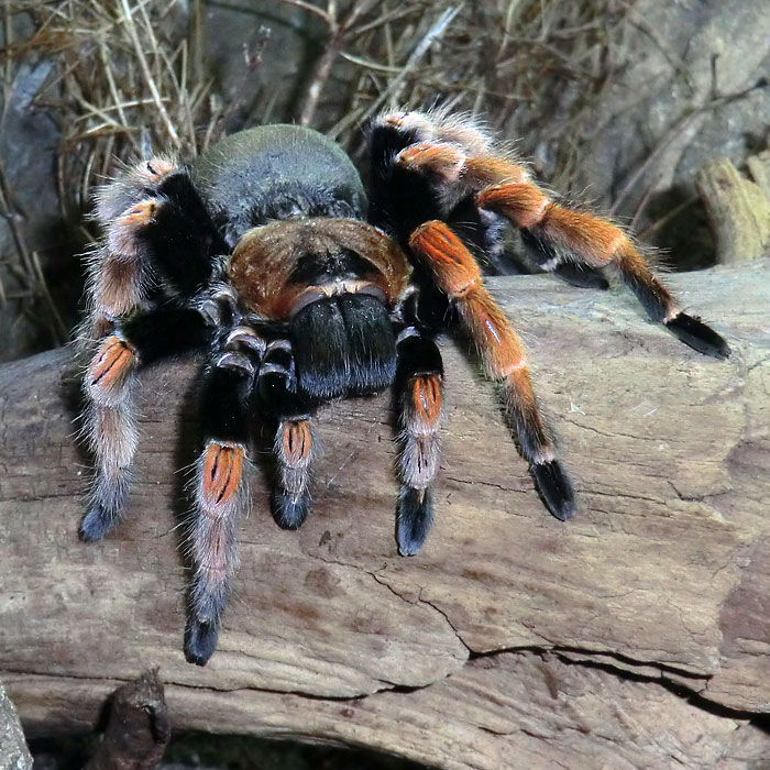 Mexikanische Rotbeinvogelspinne im Wuppertaler Zoo im Dezember 2013