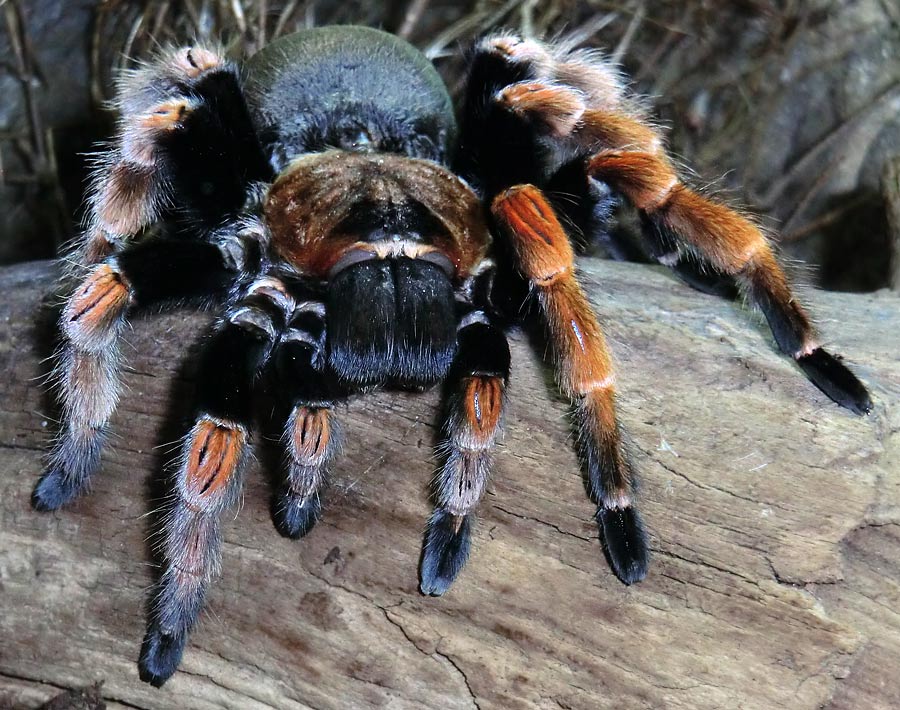 Mexikanische Rotbeinvogelspinne im Zoologischen Garten Wuppertal im Dezember 2013