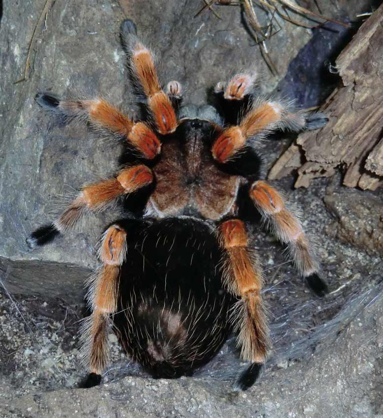 Mexikanische Rotbeinvogelspinne im Zoo Wuppertal im Januar 2014