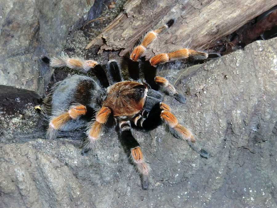 Mexikanische Rotbeinvogelspinne im Zoologischen Garten Wuppertal im Januar 2014