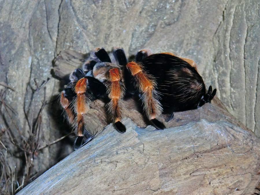 Mexikanische Rotbeinvogelspinne im Wuppertaler Zoo im Januar 2014