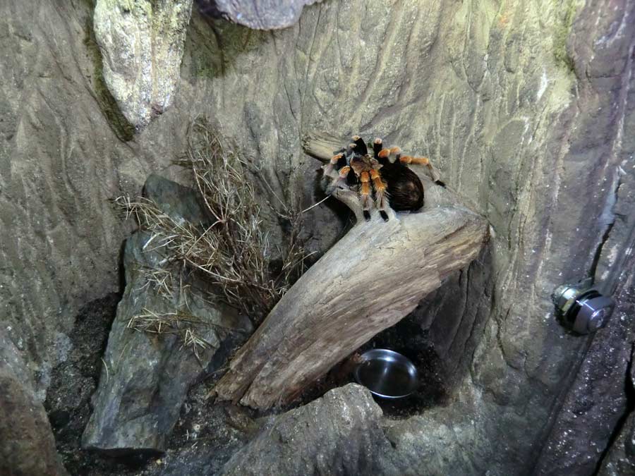 Mexikanische Rotbeinvogelspinne im Grünen Zoo Wuppertal im Januar 2014