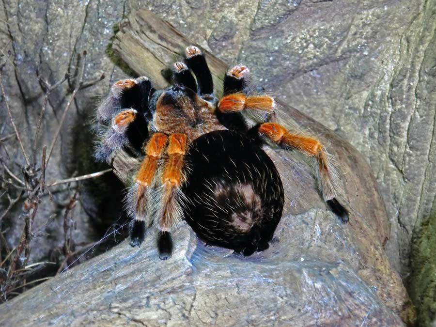 Mexikanische Rotbeinvogelspinne im Zoo Wuppertal im Januar 2014