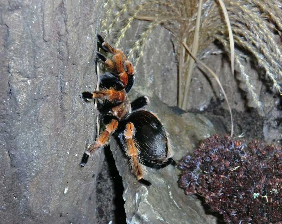 Mexikanische Rotbeinvogelspinne im Zoologischen Garten Wuppertal im Januar 2014