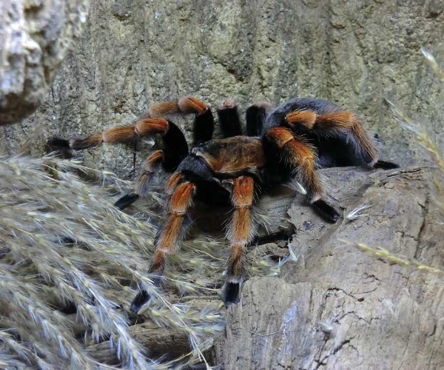 Mexikanische Rotbeinvogelspinne im Wuppertaler Zoo im Januar 2014