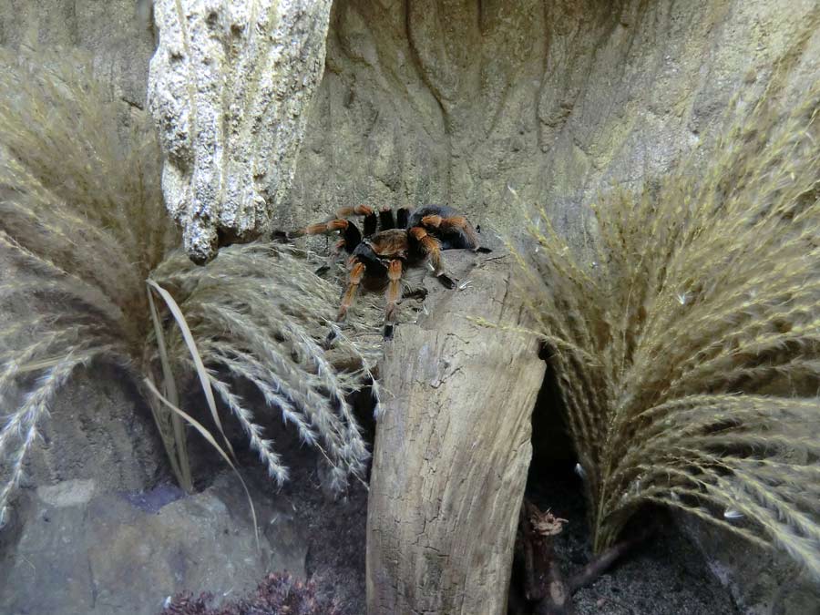 Mexikanische Rotbeinvogelspinne im Zoo Wuppertal im Januar 2014