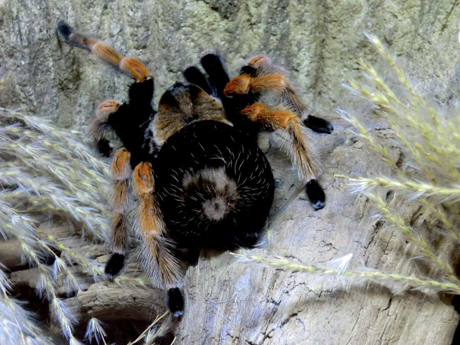 Mexikanische Rotbeinvogelspinne im Zoo Wuppertal im Februar 2014