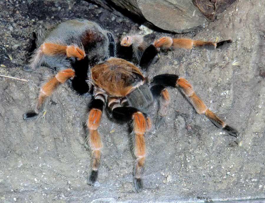 Mexikanische Rotbeinvogelspinne im Zoo Wuppertal im Mai 2014