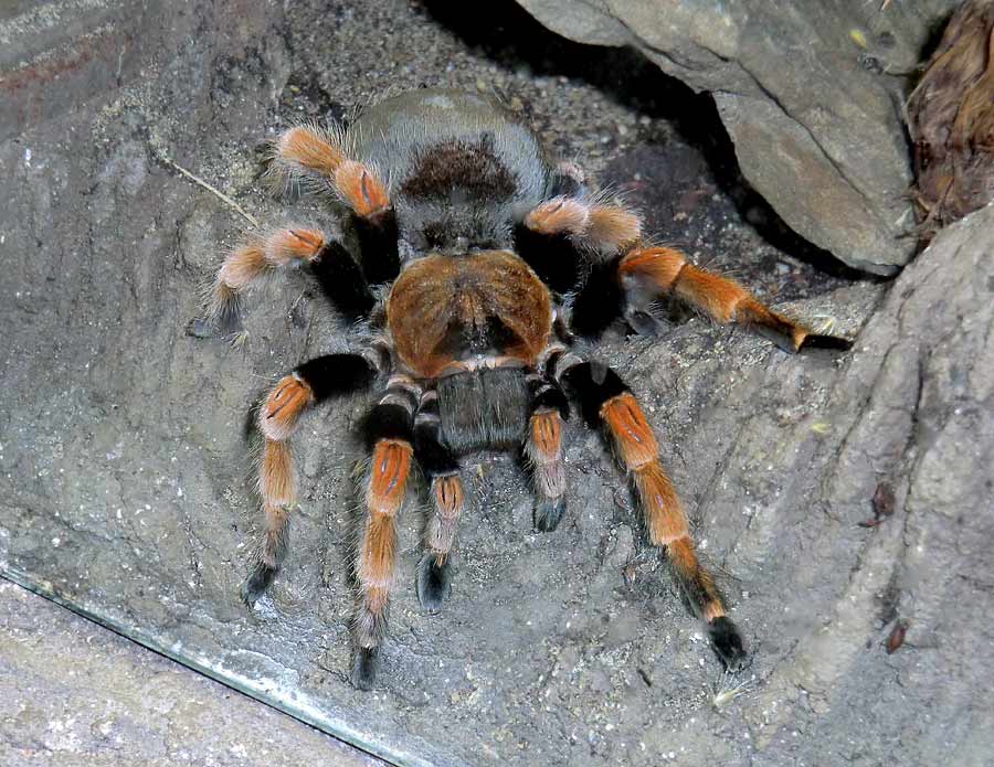 Mexikanische Rotbeinvogelspinne im Zoologischen Garten Wuppertal im Mai 2014