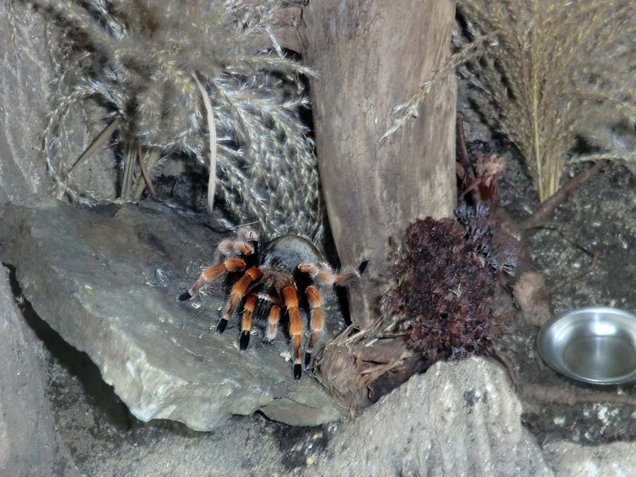 Mexikanische Rotbeinvogelspinne im Zoologischen Garten Wuppertal im Juni 2014