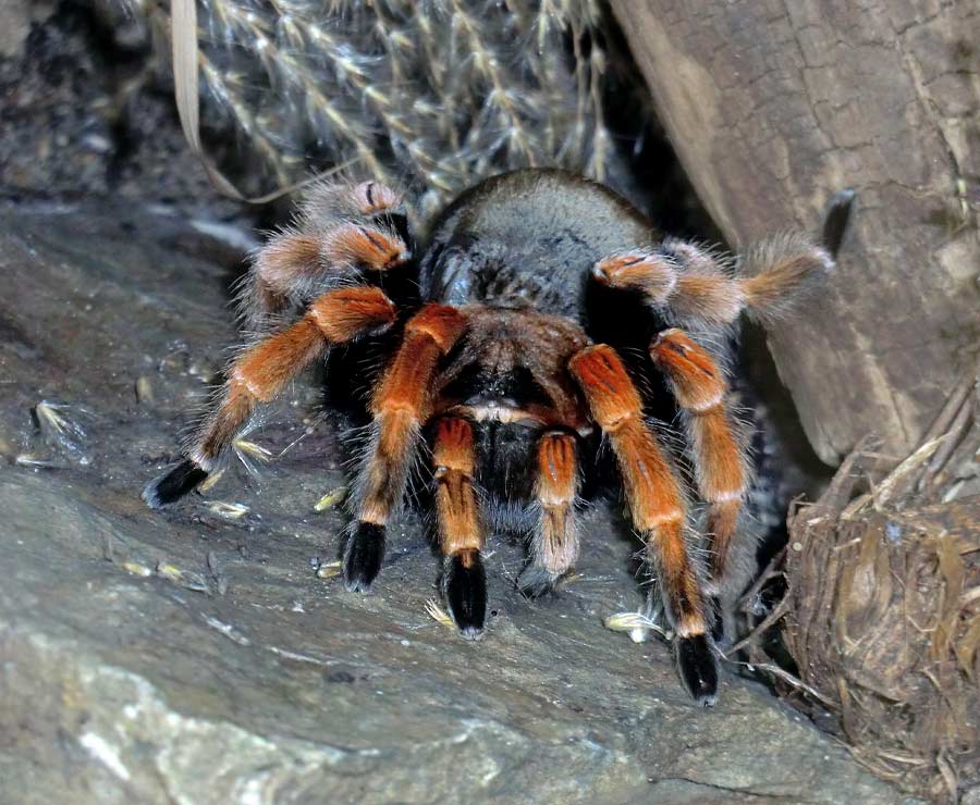 Mexikanische Rotbeinvogelspinne im Wuppertaler Zoo im Juni 2014