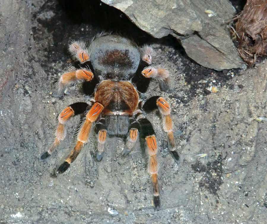 Mexikanische Rotbeinvogelspinne im Wuppertaler Zoo im Juni 2014