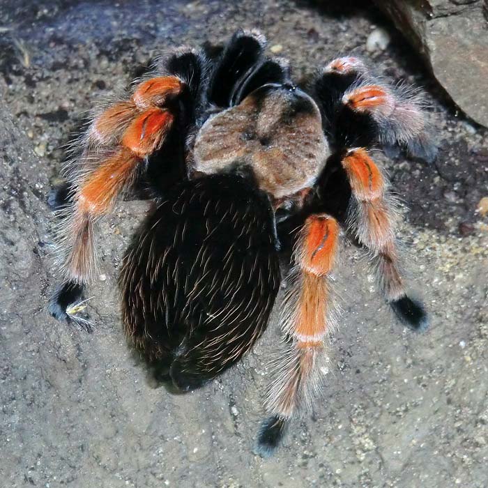 Mexikanische Rotbeinvogelspinne im Wuppertaler Zoo im Oktober 2014