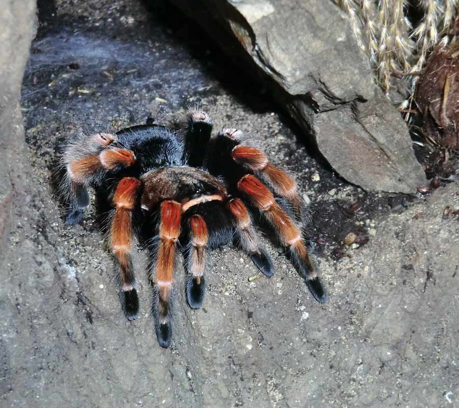 Mexikanische Rotbeinvogelspinne im Grünen Zoo Wuppertal im Oktober 2014