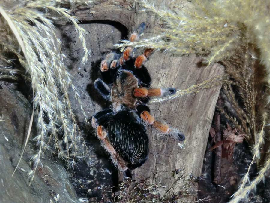 Mexikanische Rotbeinvogelspinne im Zoologischen Garten Wuppertal im Oktober 2014