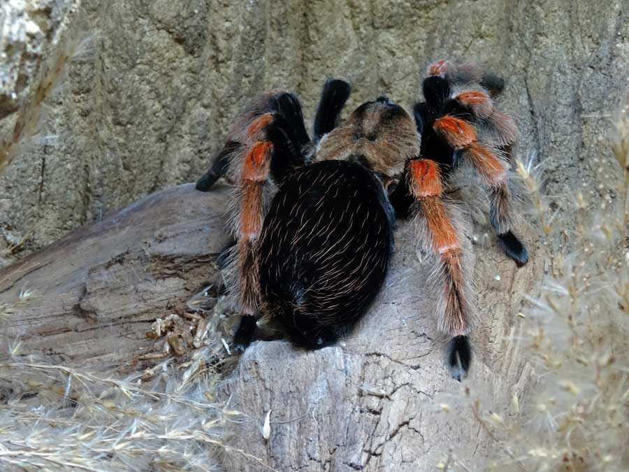 Mexikanische Rotbeinvogelspinne im Zoo Wuppertal im Dezember 2014