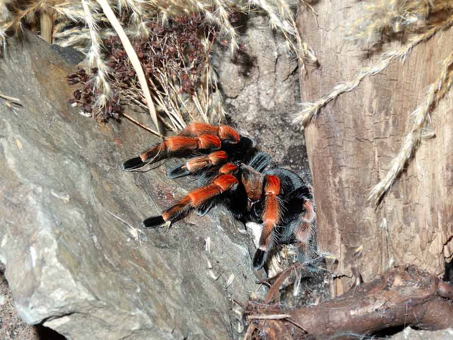 Mexikanische Rotbeinvogelspinne im Grünen Zoo Wuppertal im Januar 2015