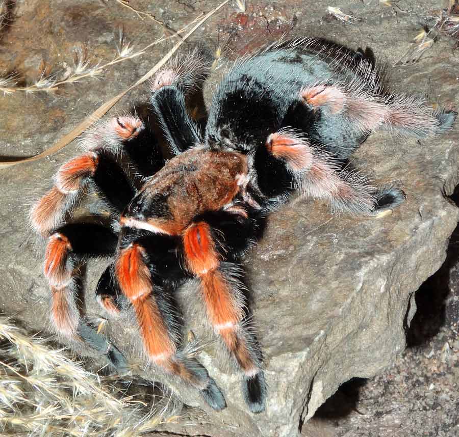 Mexikanische Rotbeinvogelspinne im Zoo Wuppertal im Januar 2015