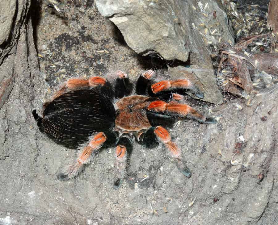 Mexikanische Rotbeinvogelspinne im Wuppertaler Zoo im April 2015