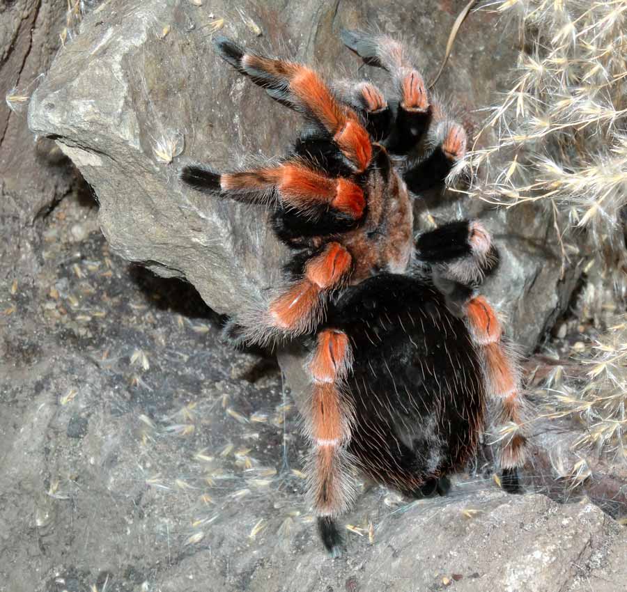 Mexikanische Rotbeinvogelspinne im Zoo Wuppertal im Mai 2015