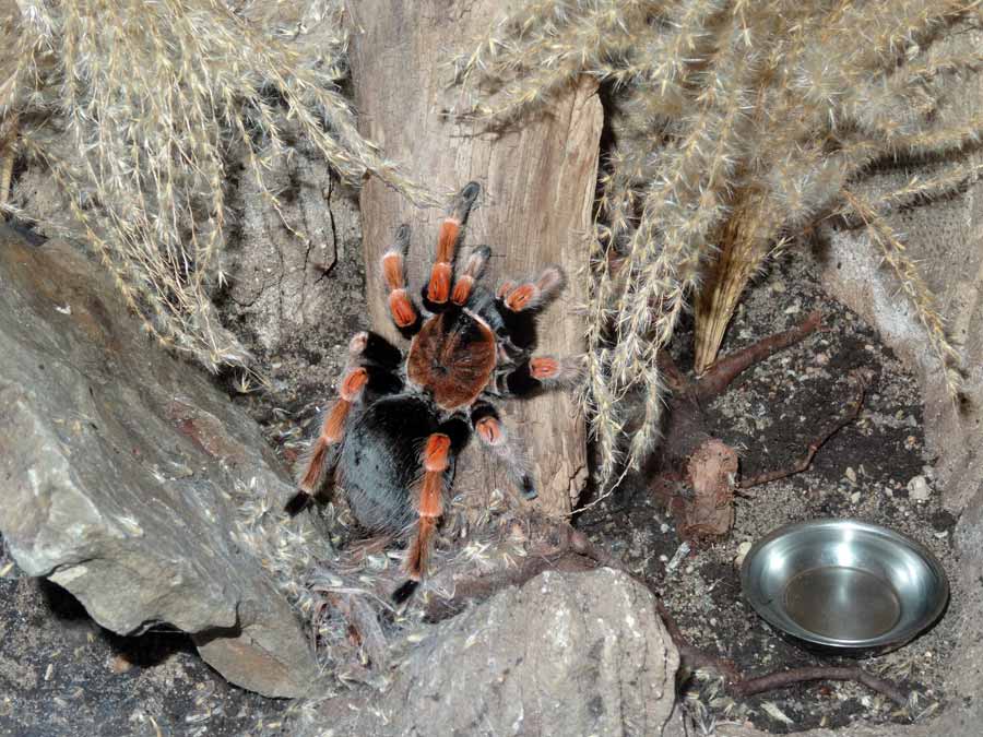 Mexikanische Rotbeinvogelspinne im Zoo Wuppertal im Juni 2015