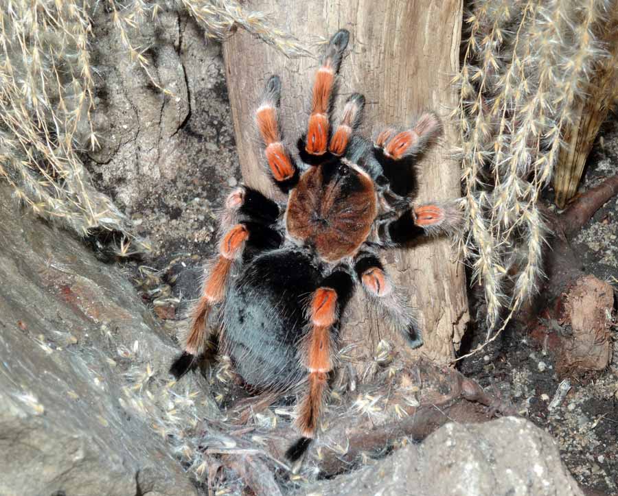 Mexikanische Rotbeinvogelspinne im Zoologischen Garten Wuppertal im Juni 2015