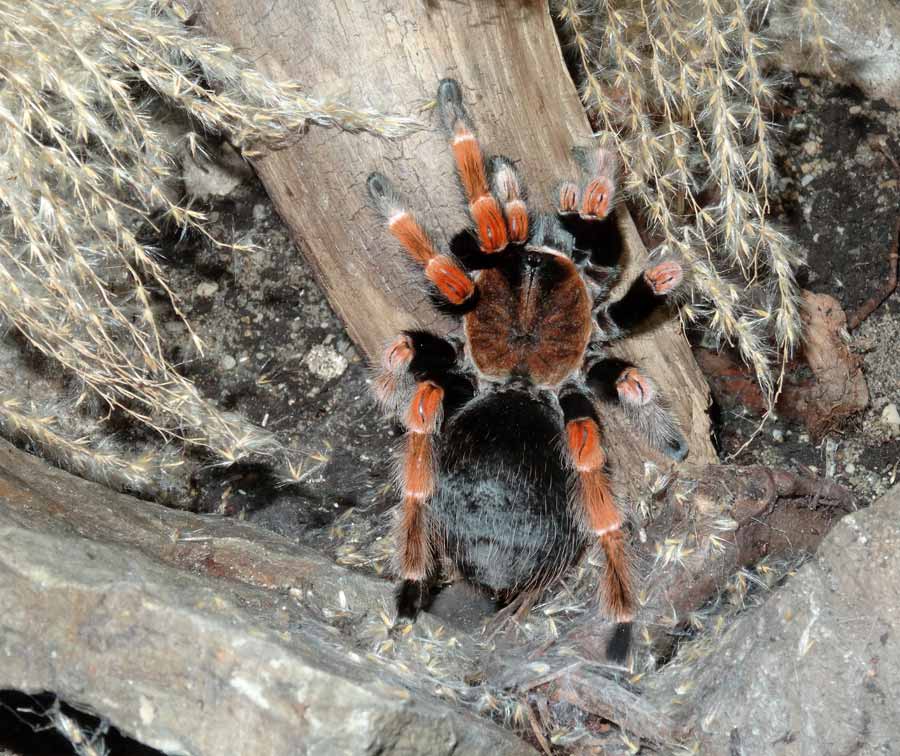 Mexikanische Rotbeinvogelspinne im Grünen Zoo Wuppertal im Juni 2015