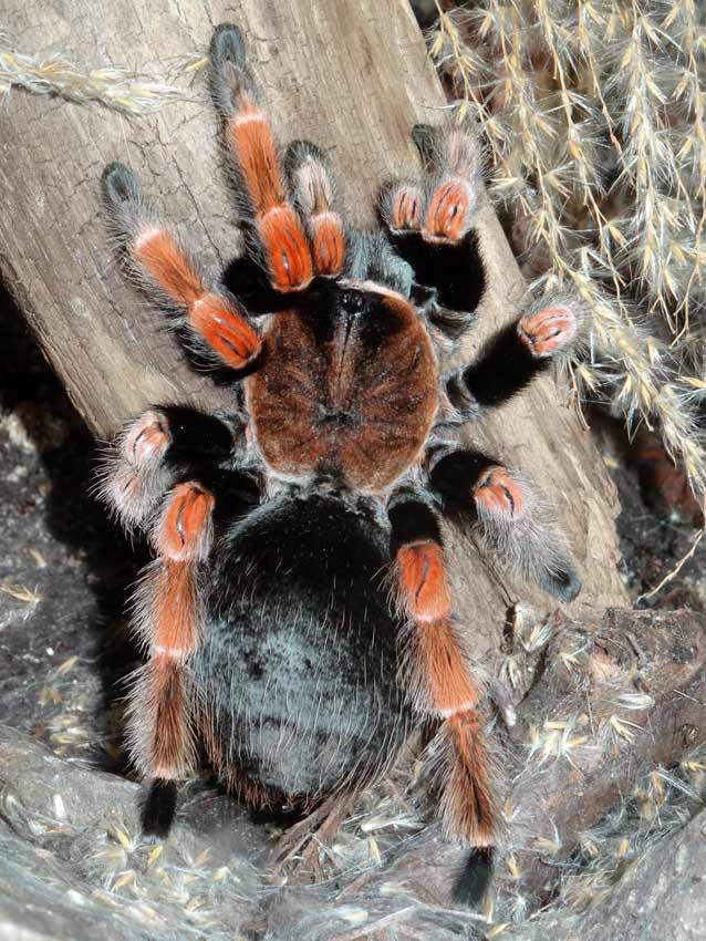 Mexikanische Rotbeinvogelspinne im Wuppertaler Zoo im Juni 2015