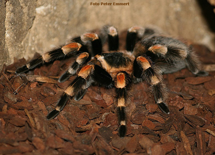 Mexikanische Rotknievogelspinne im Wuppertaler Zoo im Juli 2007 (Foto Peter Emmert)