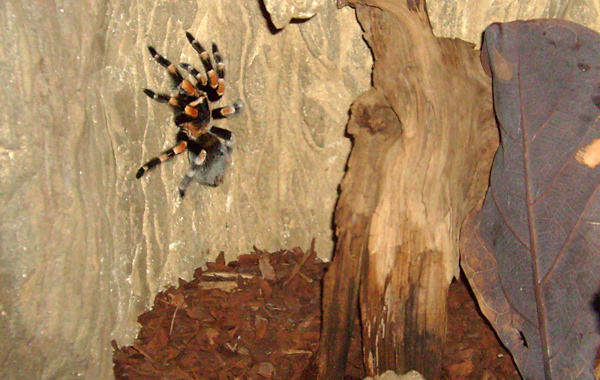 Mexikanische Rotknievogelspinne im Zoo Wuppertal im Januar 2009
