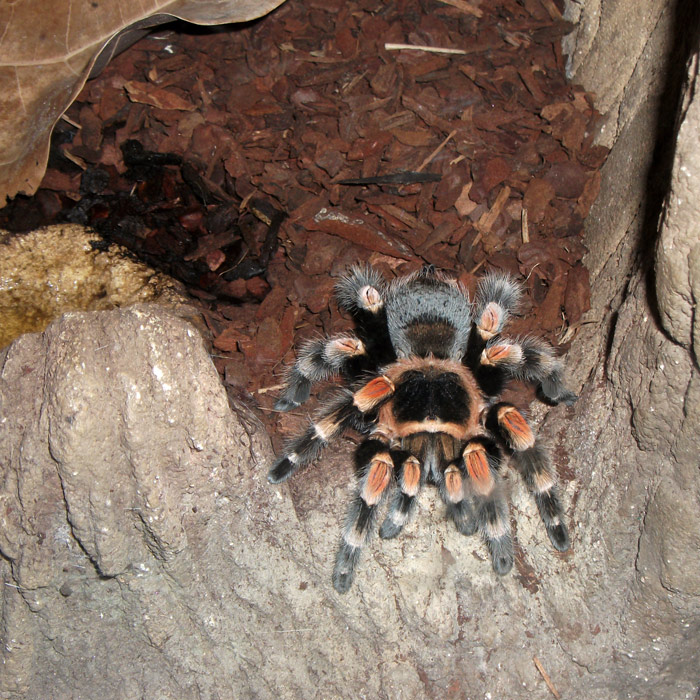 Mexikanische Rotknievogelspinne im Wuppertaler Zoo im November 2010