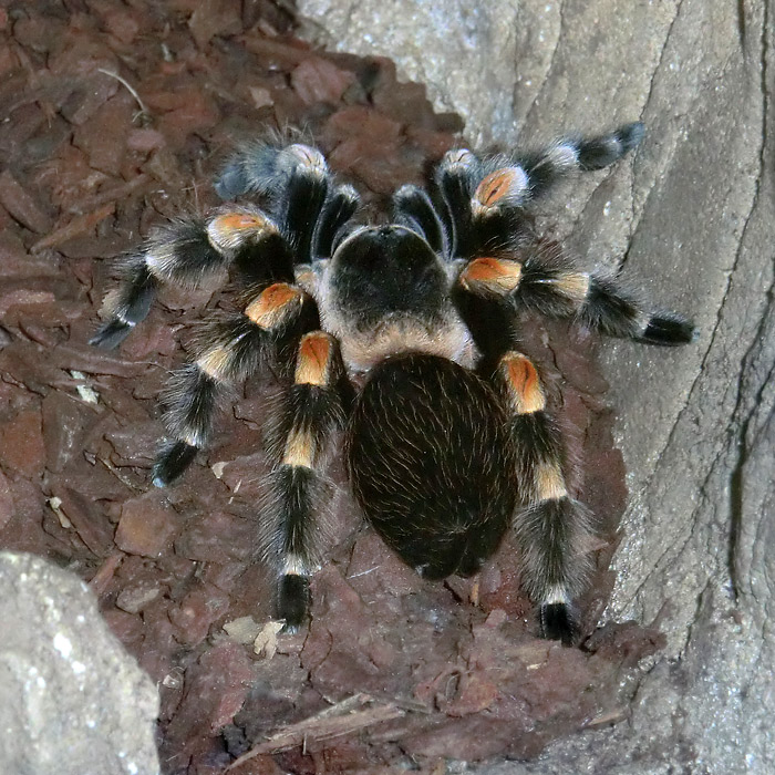 Mexikanische Rotknievogelspinne im Wuppertaler Zoo im März 2011