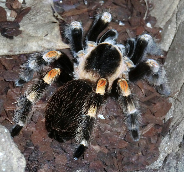 Mexikanische Rotknievogelspinne im Zoo Wuppertal am 15. Januar 2012