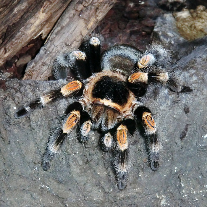 Mexikanische Rotknievogelspinne im Wuppertaler Zoo im Januar 2013