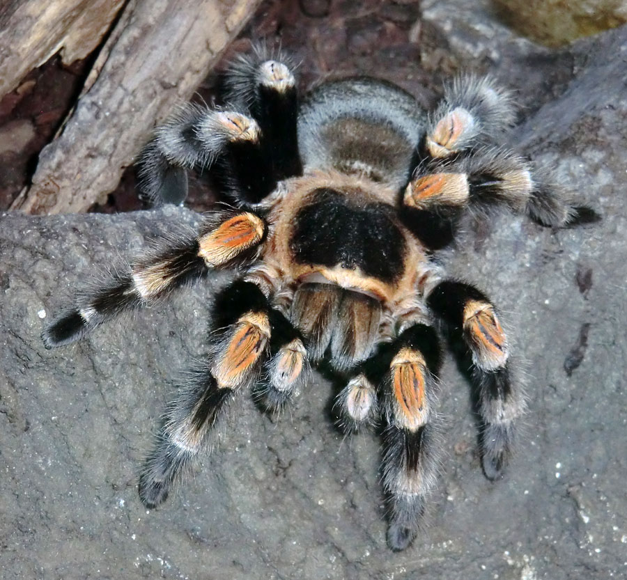 Mexikanische Rotknievogelspinne im Zoo Wuppertal im Januar 2013