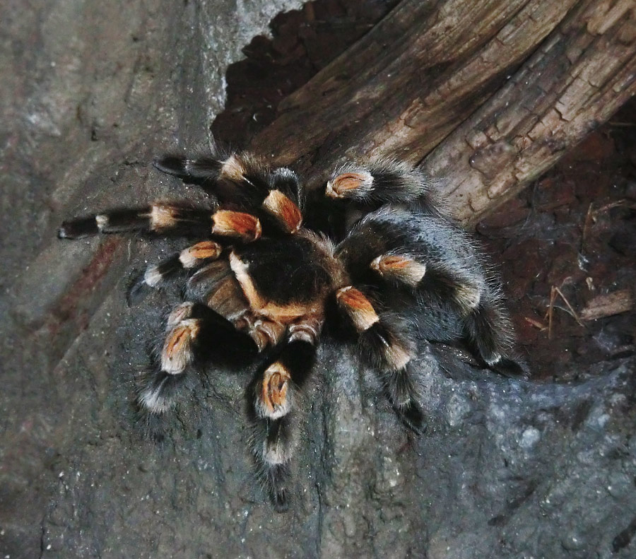 Mexikanische Rotknievogelspinne im Wuppertaler Zoo im Januar 2013