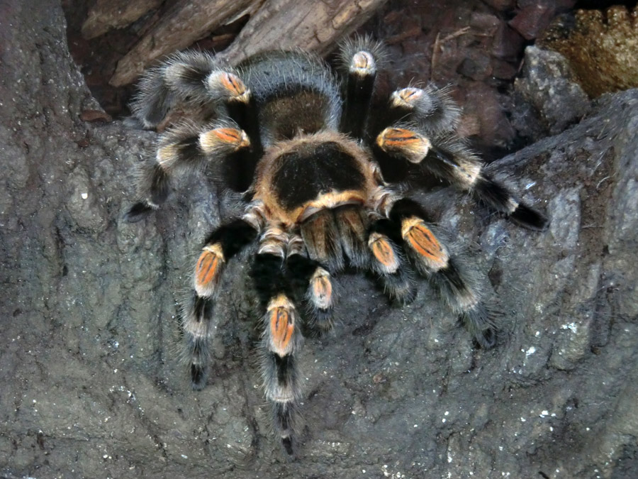 Mexikanische Rotknievogelspinne im Zoo Wuppertal im Januar 2013