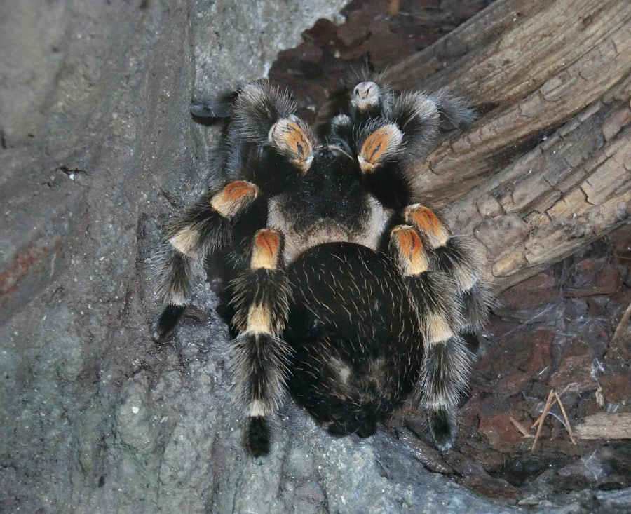 Mexikanische Rotknievogelspinne im Zoologischen Garten Wuppertal im Januar 2013