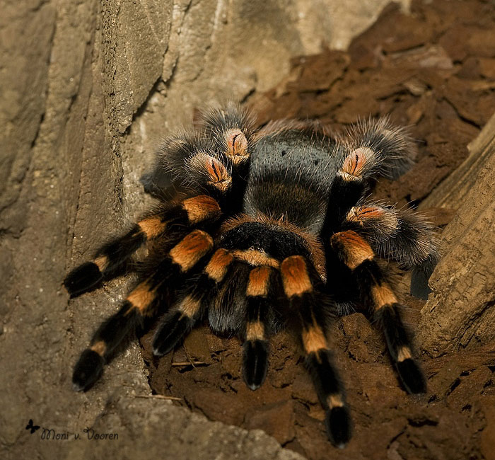 Mexikanische Rotknievogelspinne im Wuppertaler Zoo (Foto Moni von Vooren)