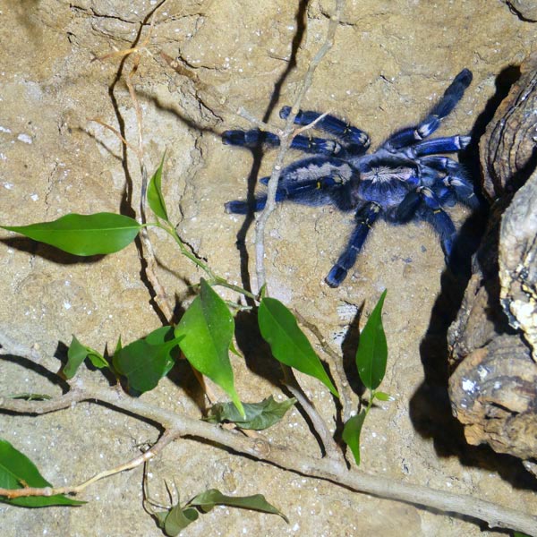 Ornamentvogelspinne Poecilotheria metallica im Wuppertaler Zoo am 23. Dezember 2016