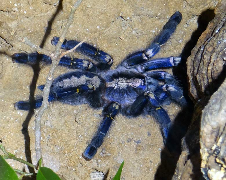 Ornamentvogelspinne Poecilotheria metallica am 23. Dezember 2016 im Terrarium im Grünen Zoo Wuppertal