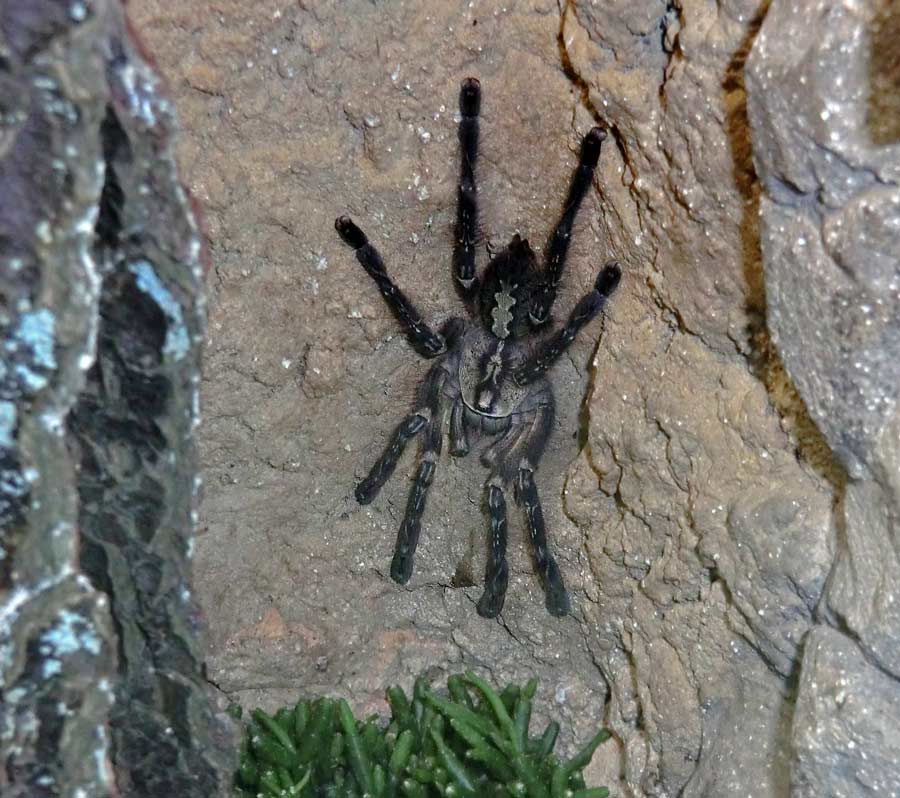 Ornamentvogelspinne Poecilotheria ornata im Zoologischen Garten Wuppertal im April 2014