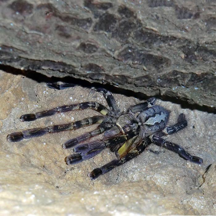 Ornamentvogelspinne Poecilotheria ornata im Wuppertaler Zoo im Mai 2014