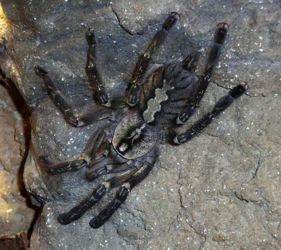 Ornamentvogelspinne Poecilotheria ornata im Wuppertaler Zoo im August 2014