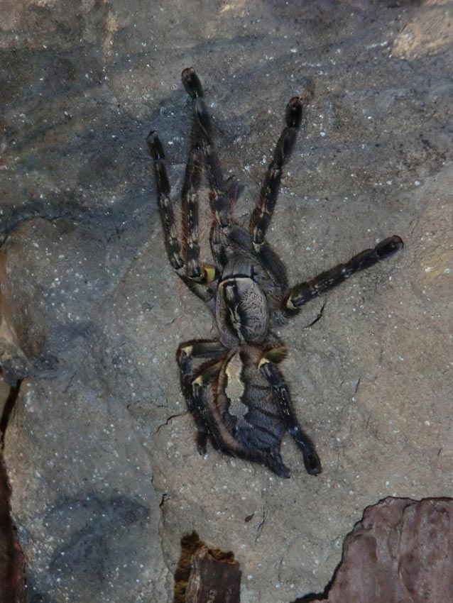 Ornamentvogelspinne Poecilotheria ornata im Zoologischen Garten Wuppertal im August 2014