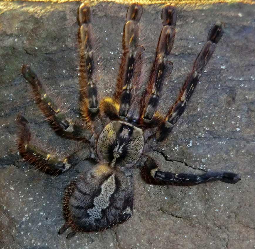 Ornamentvogelspinne Poecilotheria ornata im Zoo Wuppertal im August 2014