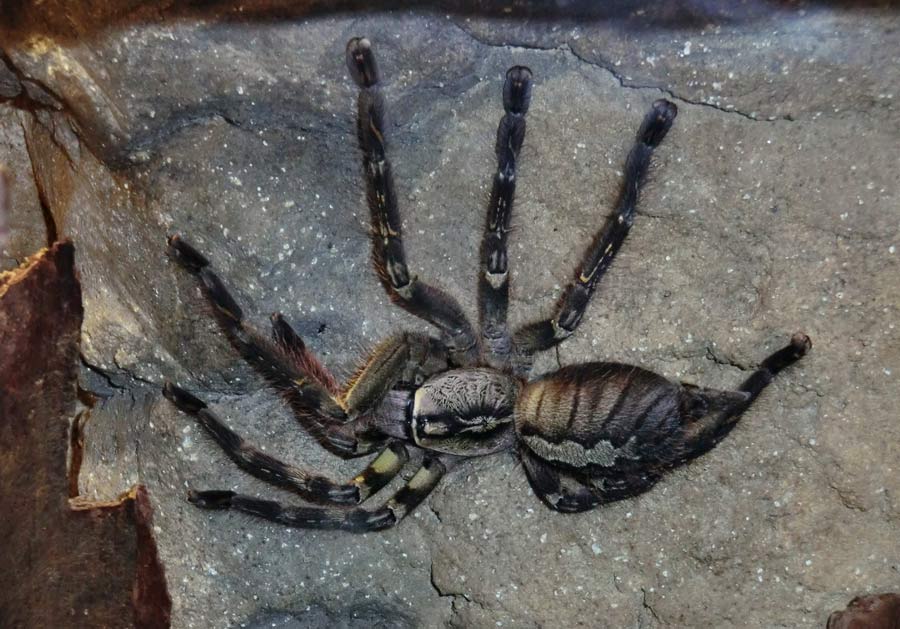 Ornamentvogelspinne Poecilotheria ornata im Wuppertaler Zoo im September 2014