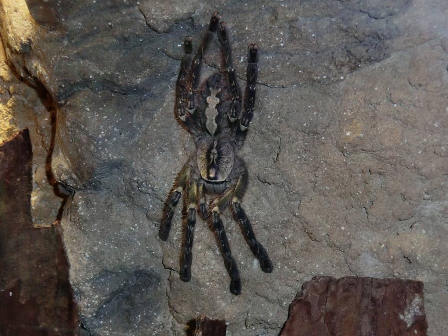 Ornamentvogelspinne Poecilotheria ornata im Zoologischen Garten Wuppertal im September 2014