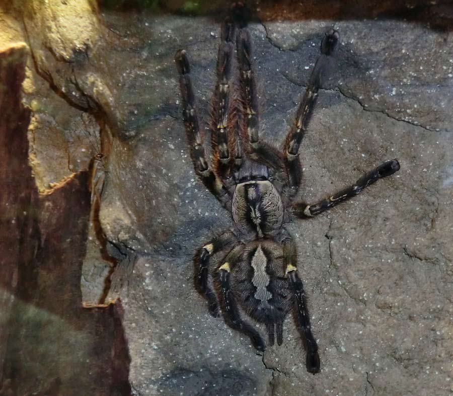 Ornamentvogelspinne Poecilotheria ornata im Zoo Wuppertal im September 2014